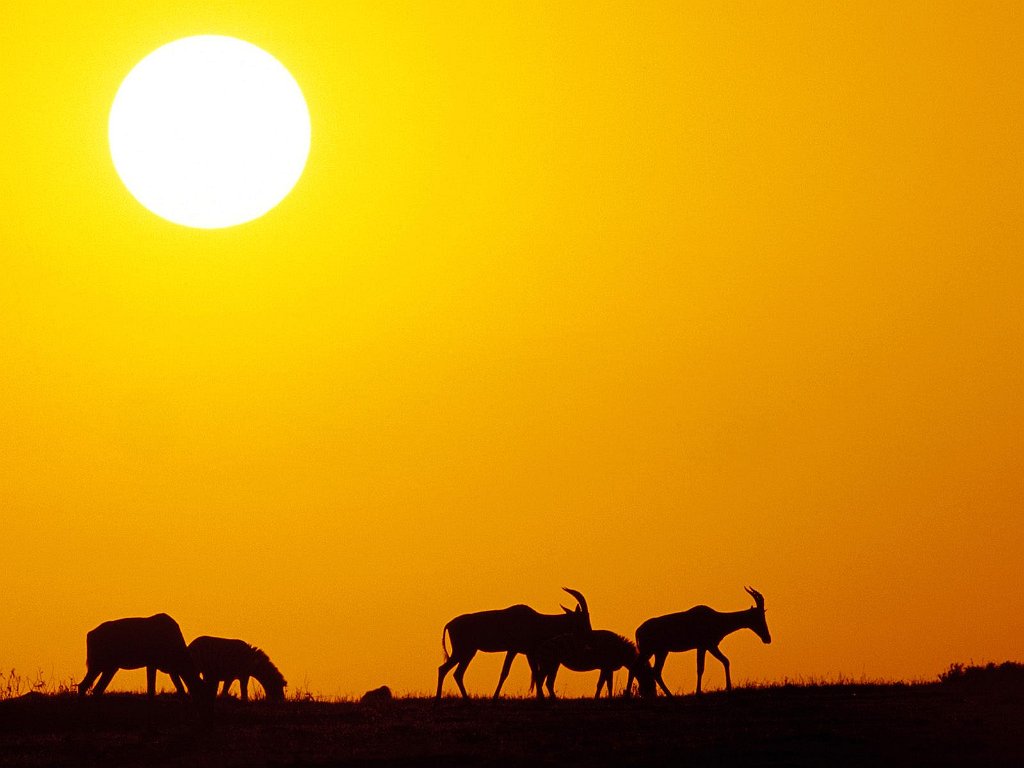 At Golden Dawn, Topi Antelope